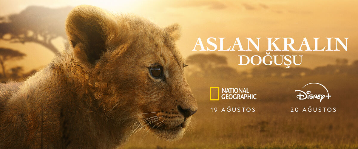 Lion (August 19th/20th)