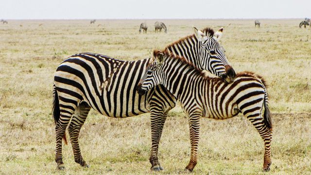 National geographic wildAfrika'nın Vahşi KrallığıPazar 19.00