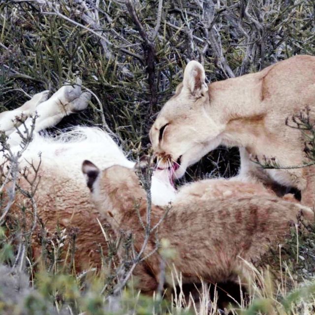 Puma İnsana Karşı