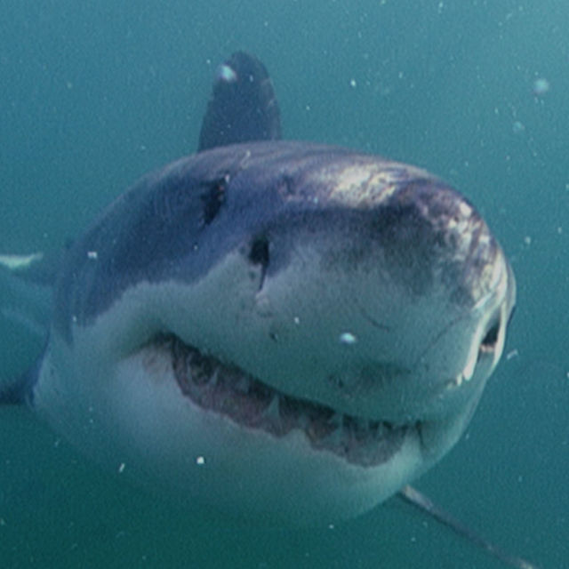 Derin Denizin Katilleri