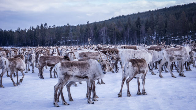 National geographic wildAvrupa'nın Yeni Vahşi YaşamıSalı 22.00