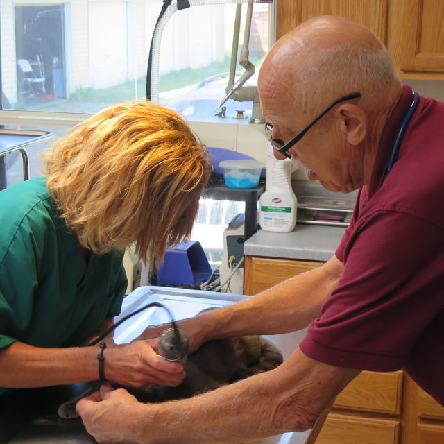 Yetenekli Dr. Pol Derleme Bölümler