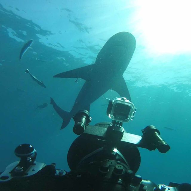 Devasa Boğa Köpekbalığı