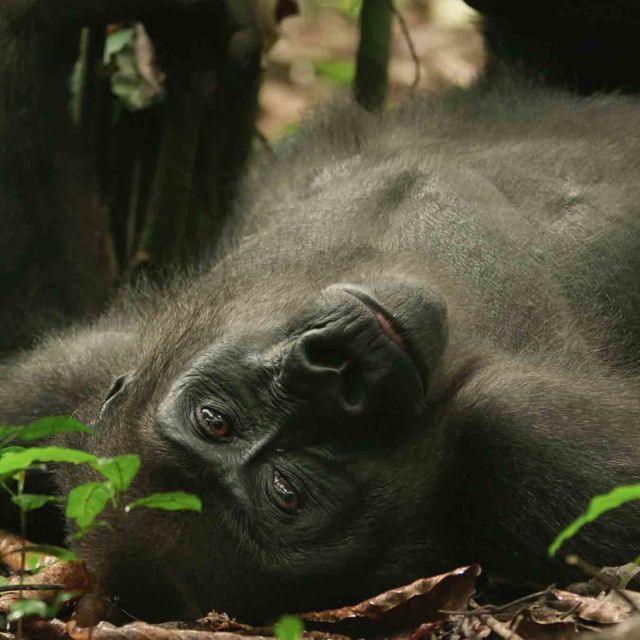 Gorillere Yakından Bakış