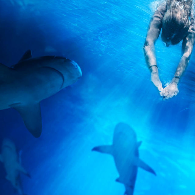 Köpekbalıkları Saldırınca 360 Derece