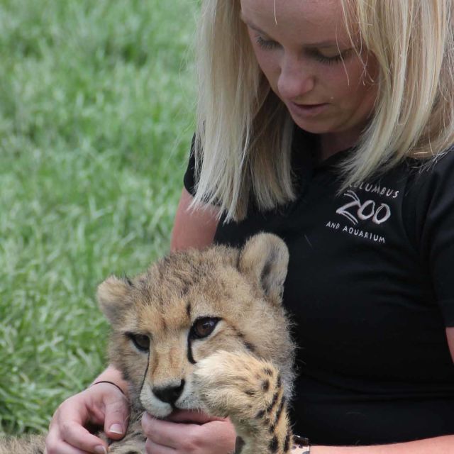 Amerika Birleşik Veterinerleri