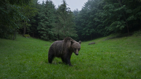National geographic wildAvrupa’nın Vahşi HarikalarıBu akşam 19.00