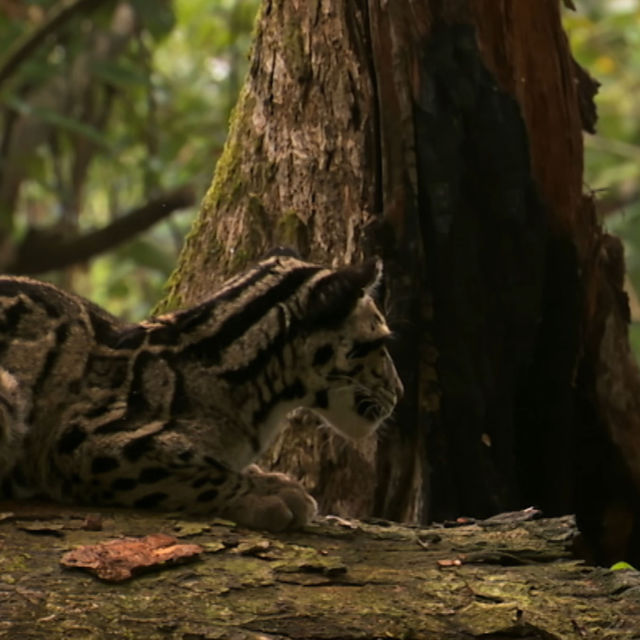 Hindistan'ın Vahşi Leoparları