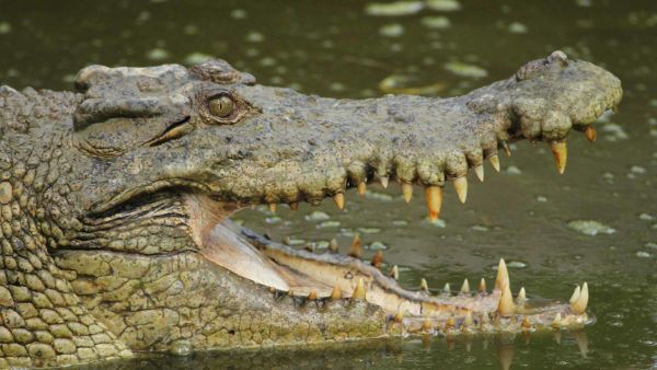 Vahşi Avustralya: Hayatta Kalma Savaşı