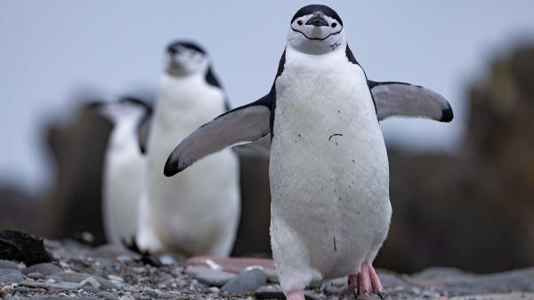 Penguenlerin Gizemli Dünyası