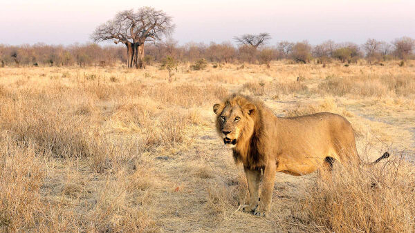 National geographic wildAslan KrallığıPerşembe 19.00