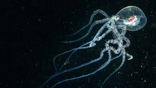 Beneath The Waves