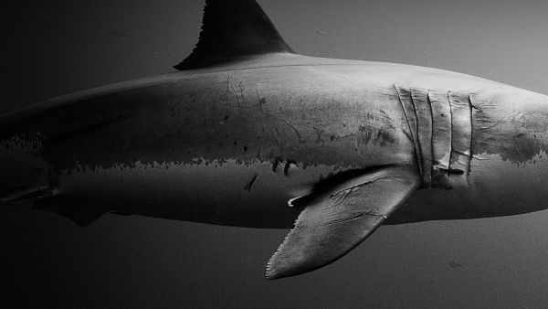 Sharkfest