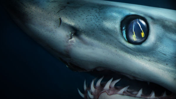 Investigation Shark Attack