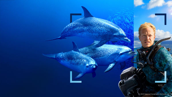 Dolphins Up Close With Bertie Gregory