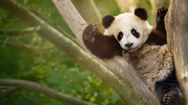 Panda School