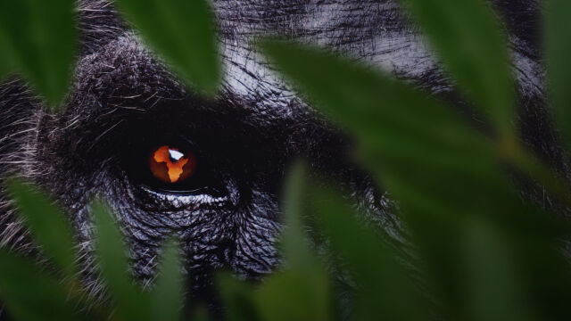 Africa: Earth's Wild Home