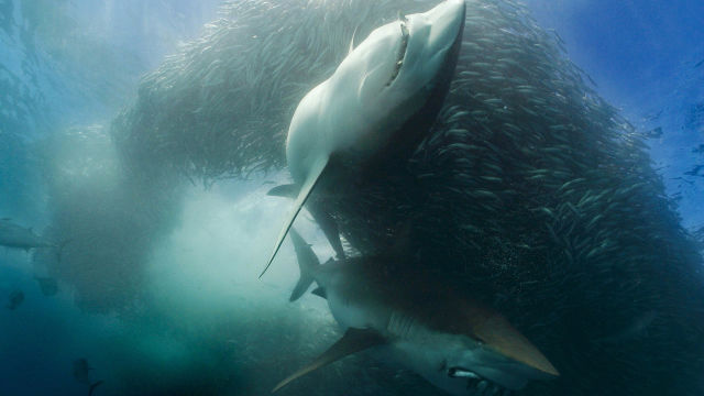 Sharkfest