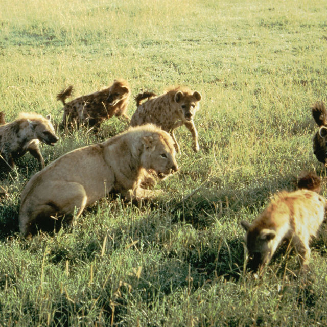 Eternal Enemies: Lions And Hyenas (Revealed)