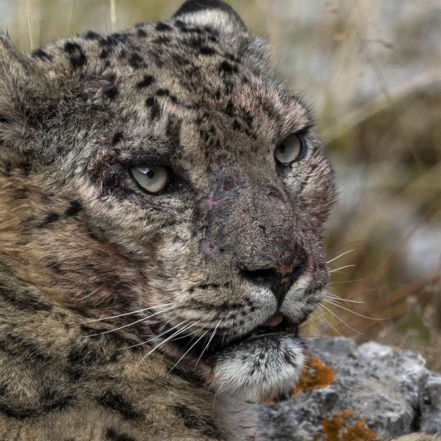 Frozen Kingdom of The Snow Leopard