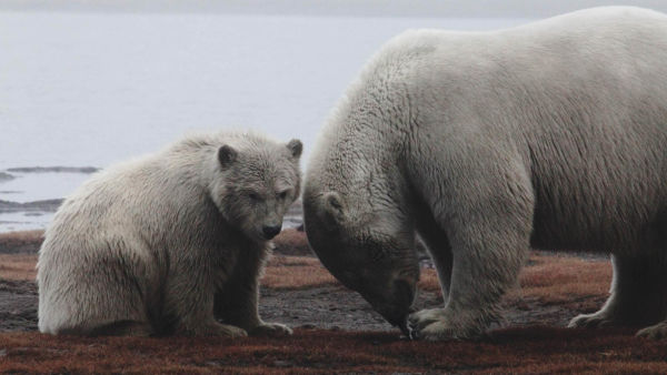 Wild Alaska