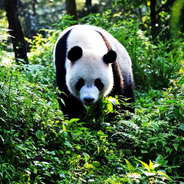 Giant Pandas
