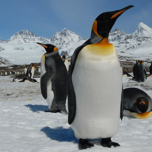 A Penguin's Life