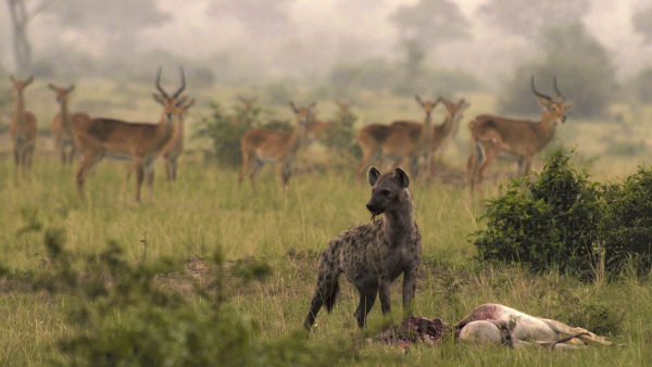 Wild Uganda