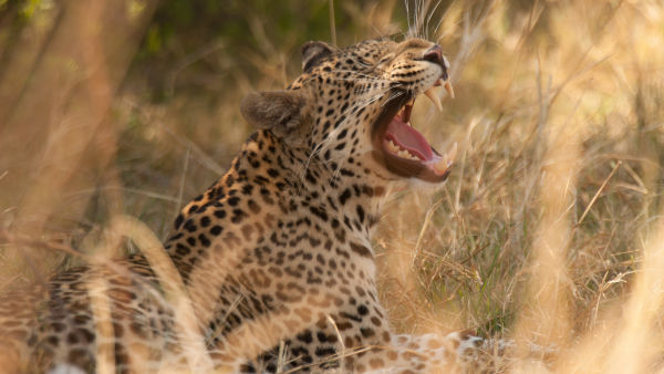 Diary of A Teen Leopard