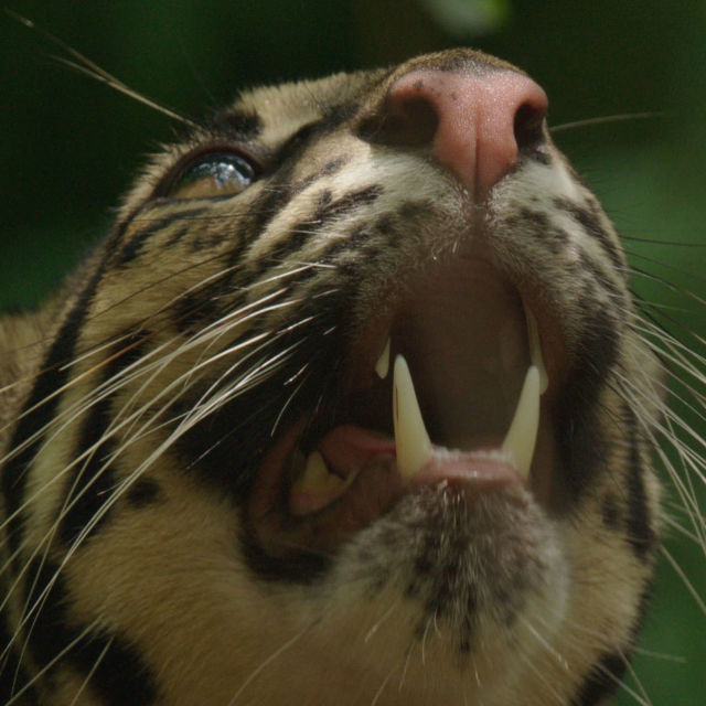 Thailand's  Wild Cats