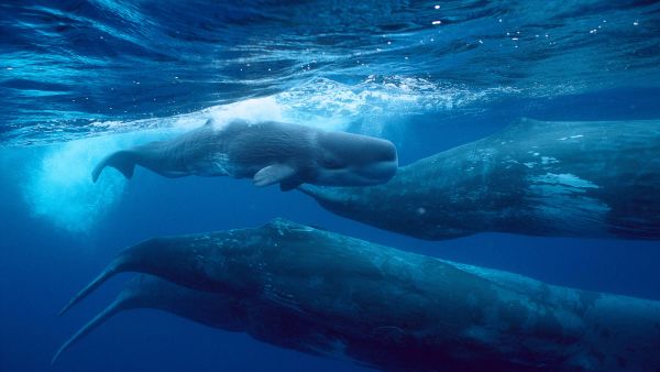 Giants of The Deep Blue