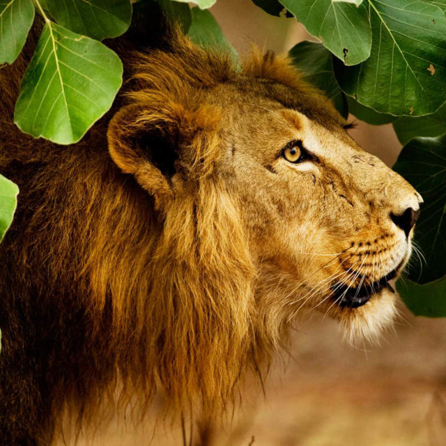 The Jungle King
