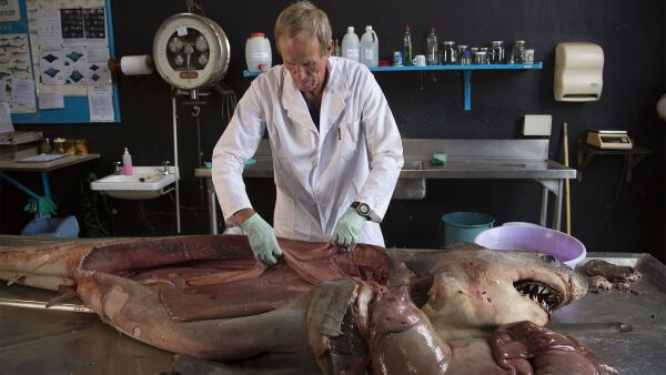Cannibal Sharks