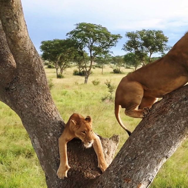 Tree Climbing Lions