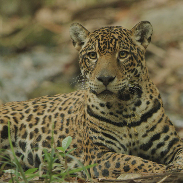Jaguar: Jungle Icon of Guyana