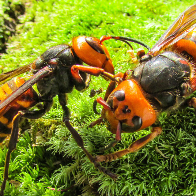 Asia's Killer Hornets