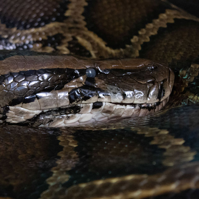 Python Invasion