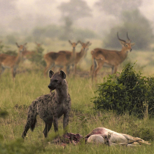 Wild Uganda