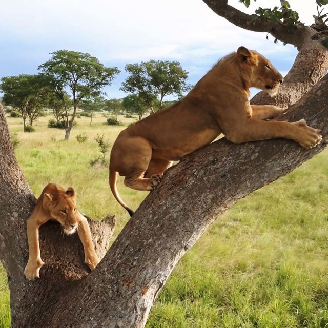 Tree Climbing Lions