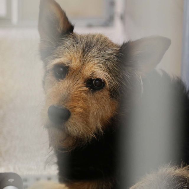 Rocky Mountain Animal Rescue
