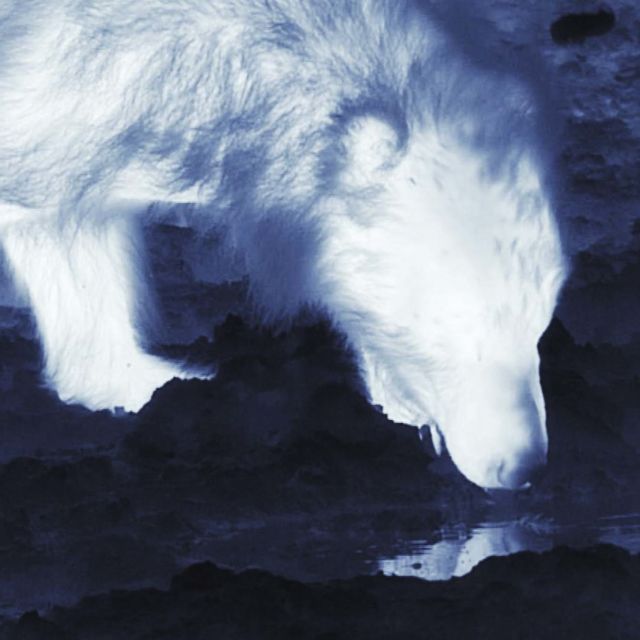 Search For The Secret Bear