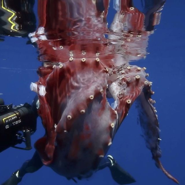 Hunt For The Giant Squid
