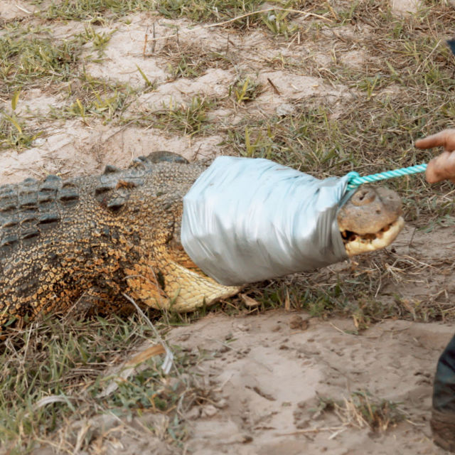 Monster Croc Wrangler