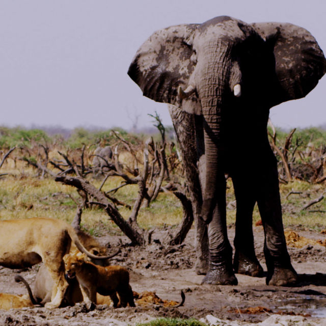 Africa's Deadliest: Best Of