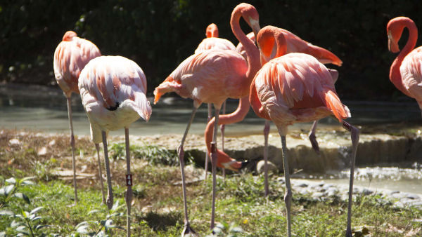 Secrets Of The Zoo