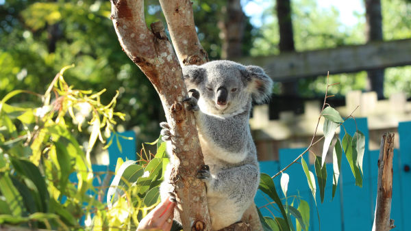 Secrets Of The Zoo: Tampa Wild Sides