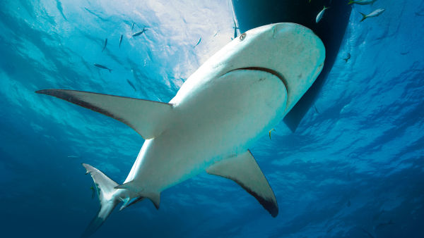 When Sharks Attack...And Why