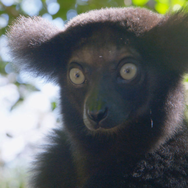 Madagascar's Weirdest