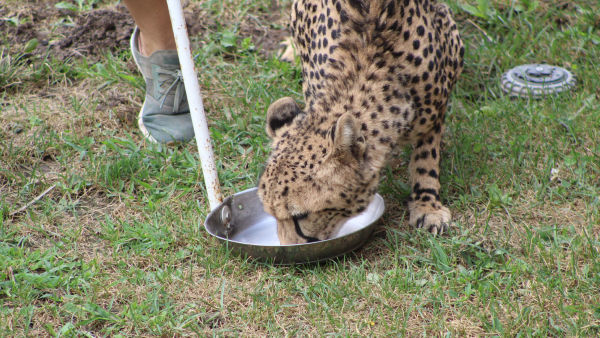 Secrets Of The Zoo: Giraffic Jam