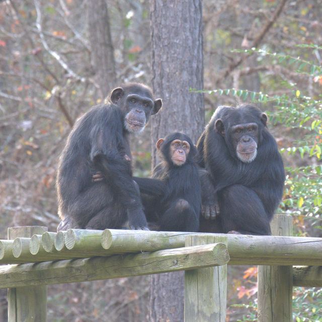 Meet The Chimps